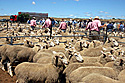 Australian farmers attend one of the many sheep sales held in rural Tasmania, Australia